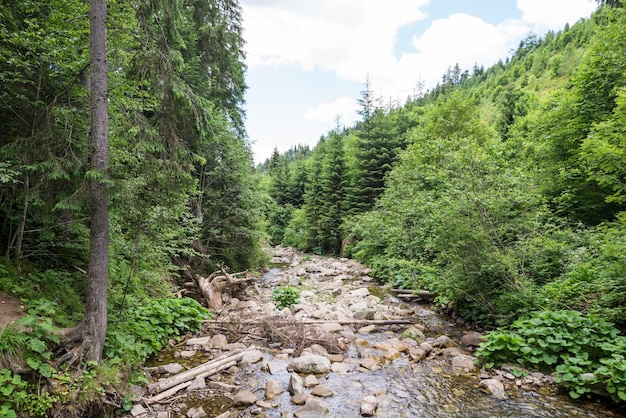 Rivière avec de grosses pierres dans les montagnes Montagnes des Carpates et eau des rivières parmi la forêt et le rivage rocheux journée ensoleillée d'été