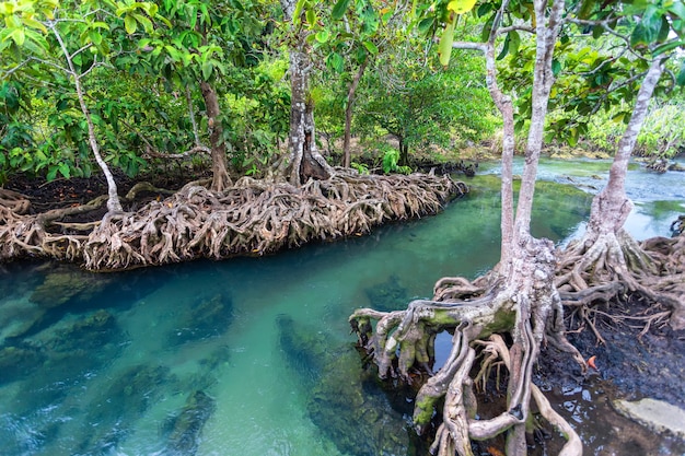 Rivière Jungle dans la forêt de mangrove de Thapom