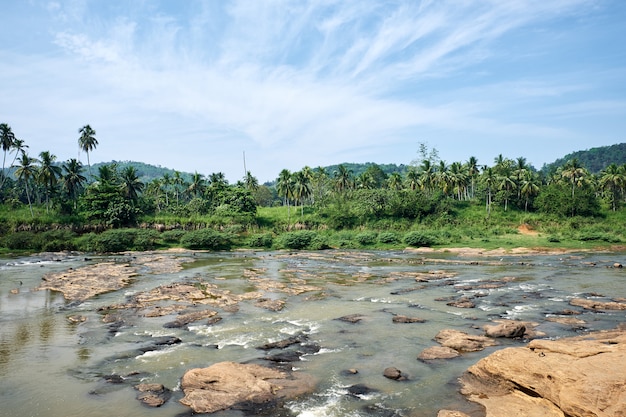 Rivière Jungle tropicale de Pinnawala à Sunny Day