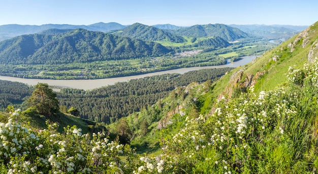 La rivière Katun coule dans les montagnes de l'Altaï le paysage ensoleillé d'été