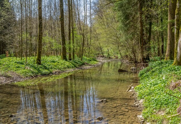 La rivière Kupfer au printemps