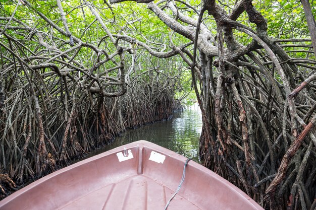 Rivière, mangroves tropicales Ceylan, vue du bateau