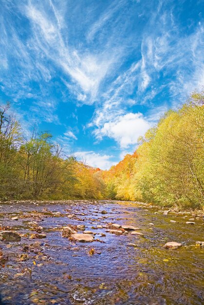 Une rivière de montagne coule à travers une forêt d'automne feuilles jaunes sur les arbres Octobre est le mois