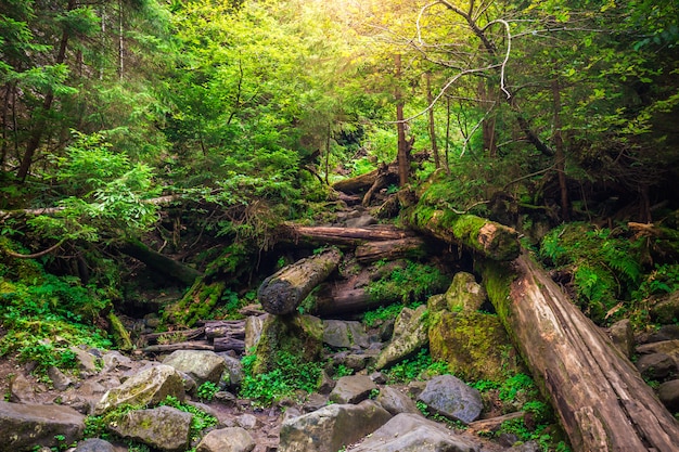 Rivière de montagne dans le bois. Carpates ukrainiennes.