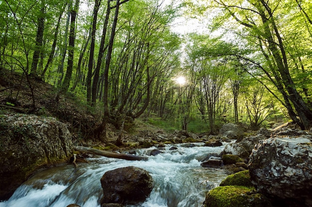 Rivière de montagne dans le bois