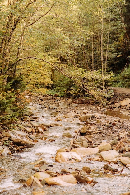 Une rivière de montagne dans les Carpates ukrainiennes