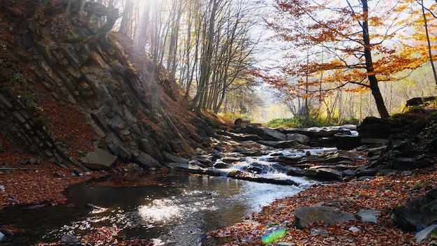 La rivière de montagne dans la forêt d'automne à une incroyable journée ensoleillée