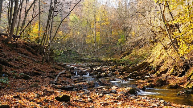 La rivière de montagne dans la forêt d'automne à une incroyable journée ensoleillée