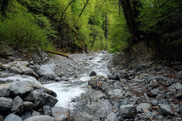 Rivière de montagne dans le parc national de Lagodekhi, Géorgie