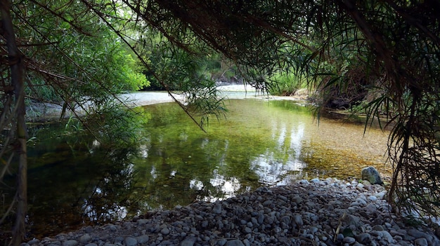 Rivière de montagne, eau qui coule rapidement, eau claire, pierres blanches au fond, nombreuses plantes vertes Espagne
