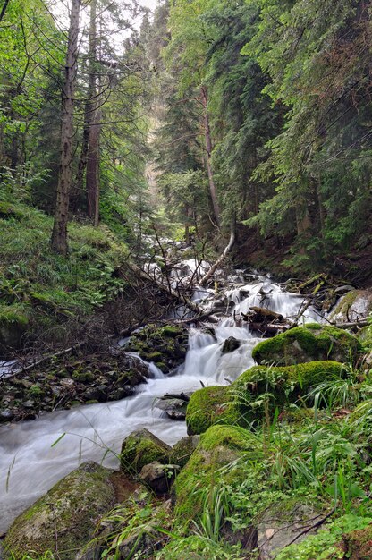 Rivière de montagne à écoulement rapide dans la forêt de la région des montagnes du Caucase