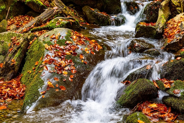 Rivière de montagne avec des feuilles d'automne et des rochers recouverts de mousse dans la forêt d'automne des Carpates