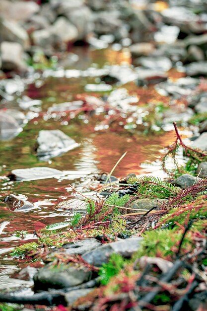 Rivière de montagne avec des pierres. Mise au point sélective sur les branches de pin. Faible profondeur de champ