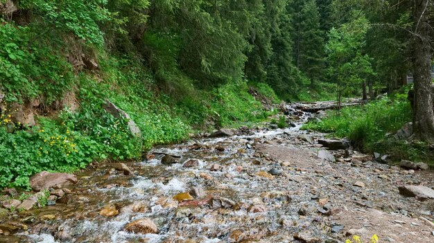 Une rivière de montagne qui coule dans la forêt