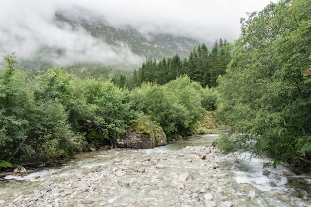 Rivière de montagne qui coule à travers la forêt verte