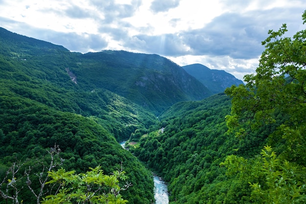 Rivière de montagne Tara Turquoise et forêt sur les pentes des montagnes au Monténégro