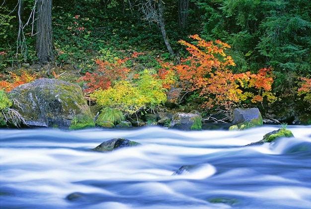 La rivière North Umpqua qui traverse la forêt d'érables à vigne