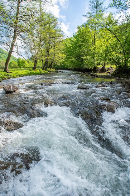 Rivière orageuse près de la forêt verte Photo verticale