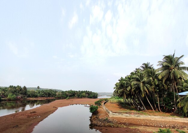 une rivière avec des palmiers et un plan d'eau avec un fond de ciel