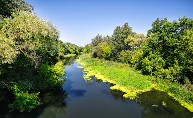 La rivière parmi les arbres verts