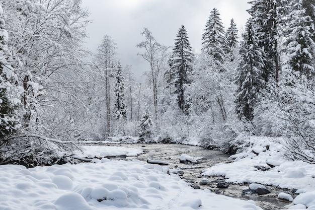 rivière parmi la forêt couverte de neige