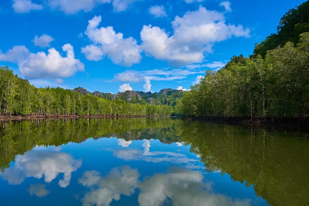 Rivière de paysage de nature pure parmi les forêts de mangrove.