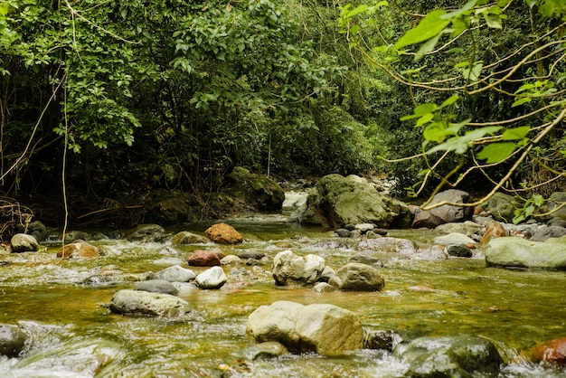 Rivière de peu de débit avec beaucoup de pierres et de végétation autour