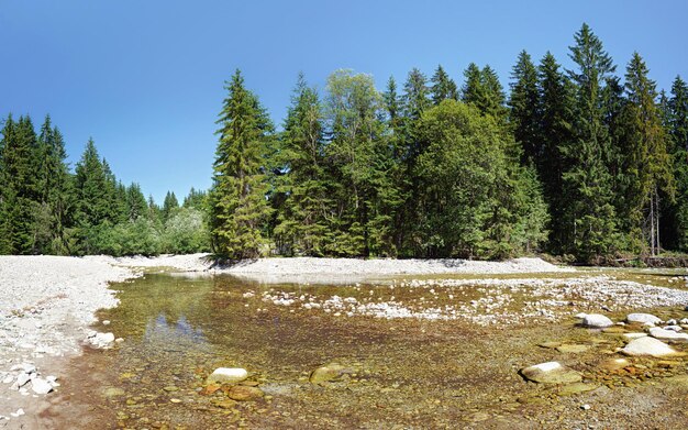 Rivière peu profonde qui coule dans la forêt, le soleil brille sur les pierres rondes et les arbres des deux côtés