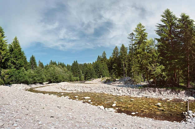 Rivière peu profonde qui coule dans la forêt, le soleil brille sur les pierres rondes et les arbres des deux côtés