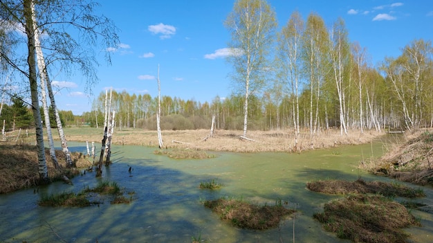 Rivière peu profonde recouverte de lentilles d'eau par une journée de printemps ensoleillée