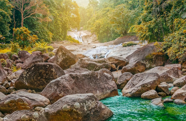 Rivière pierre, dans, multi, couleur, feuille arbre, dans, forêt