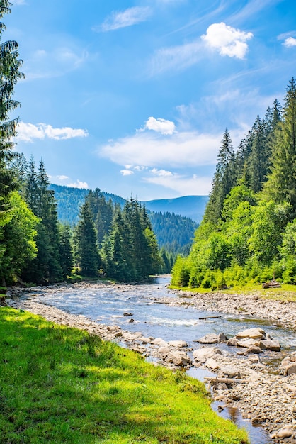 La rivière de pierre de montagne coule près de la forêt de conifères et des montagnes