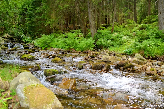 Rivière avec pierres et fougères en forêt en été