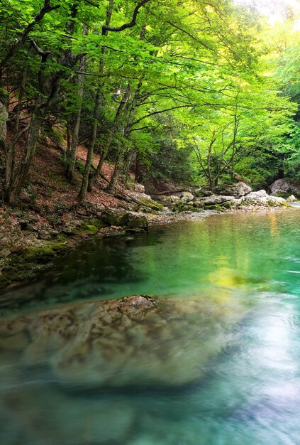 Rivière profonde en montagne en été. Cours d'eau à la forêt. Composition de la nature