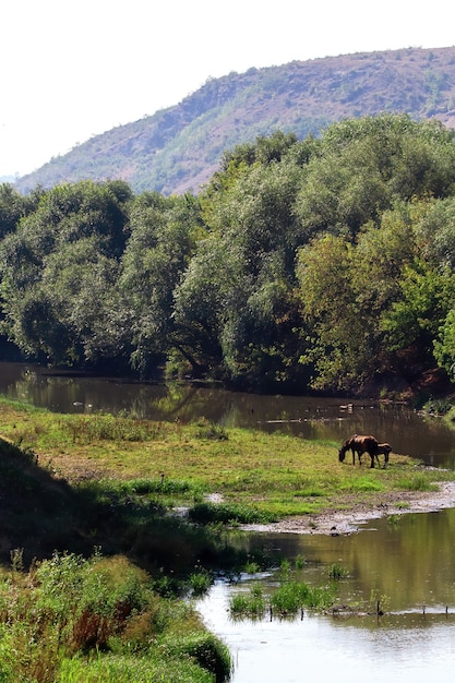 Rivière qui coule avec des arbres luxuriants sur le côté, deux chevaux de pâturage, colline sur le fond en Moldavie