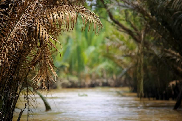 Rivière qui coule dans la jungle