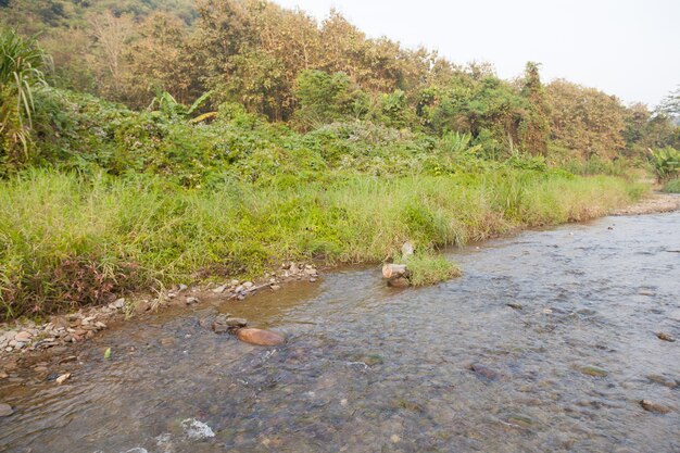 Rivière qui coule de la forêt.