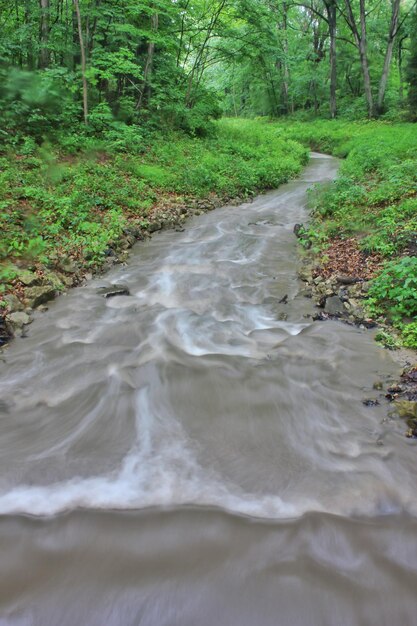 Une rivière qui coule à travers la forêt