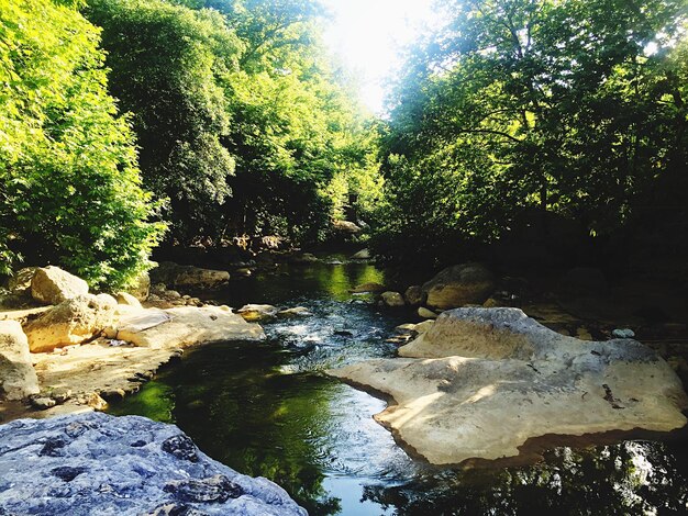 Une rivière qui traverse la forêt.