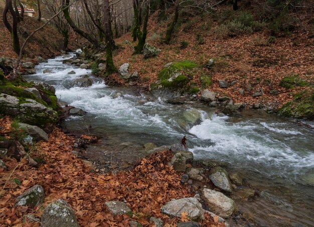 Rivière rapide montagneuse avec de l'eau claire dans les montagnes Dirfys sur l'île d'Evia Grèce