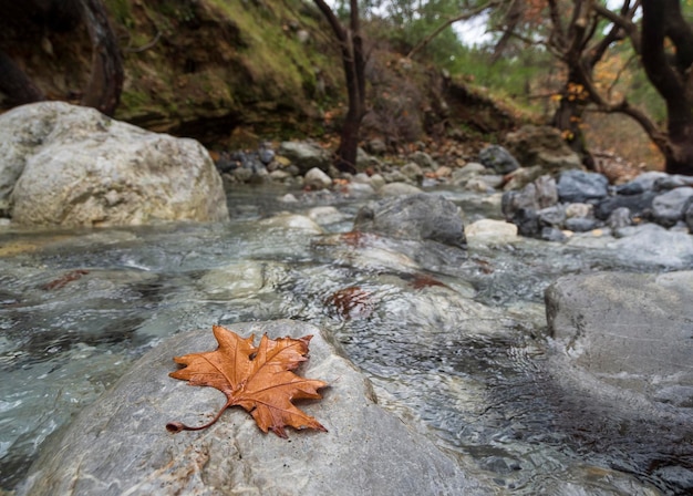 Rivière rapide montagneuse avec de l'eau claire et des platanes à Dirfys sur l'île d'Evia Grèce