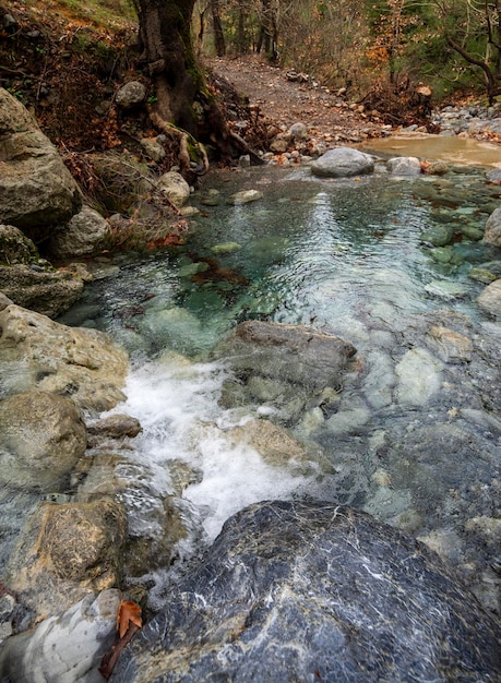 Rivière rapide montagneuse avec de l'eau claire et des platanes à Dirfys sur l'île d'Evia Grèce