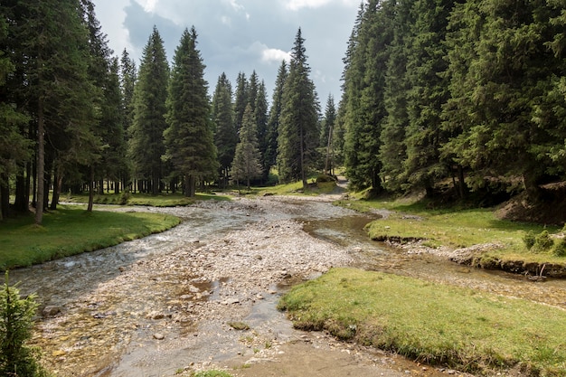 Rivière rapide près de la forêt dans les montagnes de Bucegi, Roumanie, dans un jour de brouillard