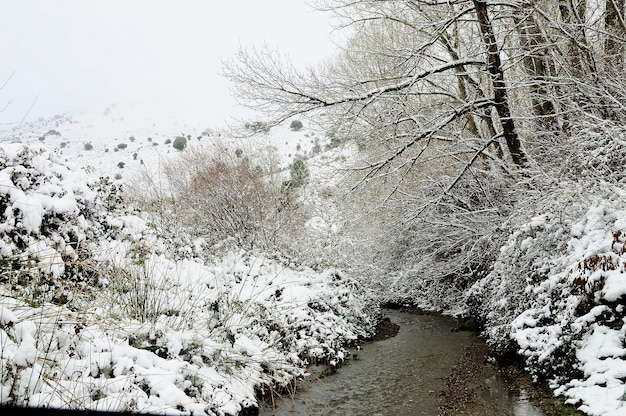 Rivière ou ruisseau de haute montagne dans le Parc Naturel.