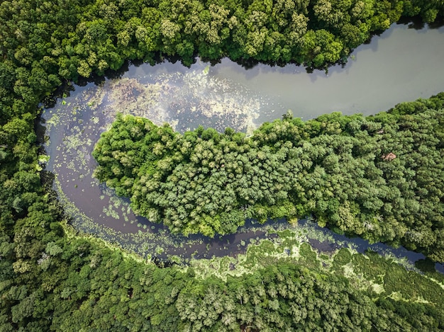 Rivière sinueuse et forêts Vue aérienne de la faune en Pologne