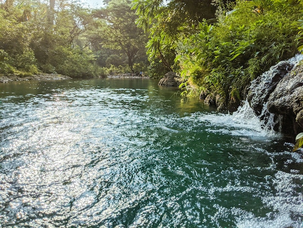 la rivière des sources au milieu de la forêt