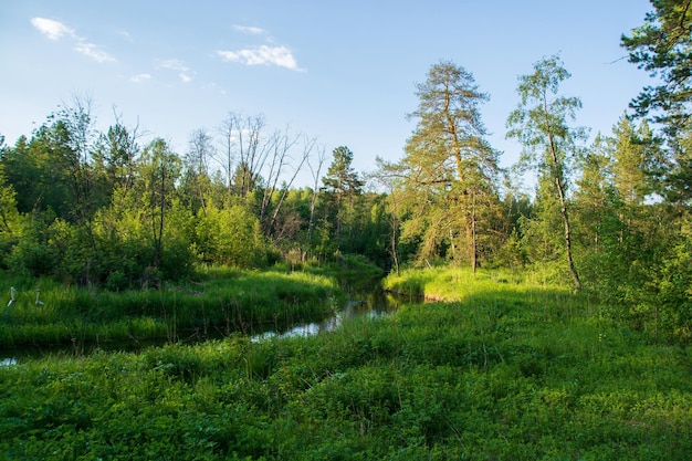 Une rivière tranquille dans une belle forêt d'été