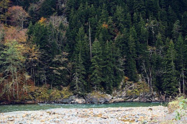 Une rivière traverse une forêt avec des arbres en arrière-plan.