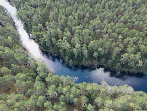 Une rivière traverse une forêt avec des arbres et une rivière au premier plan.