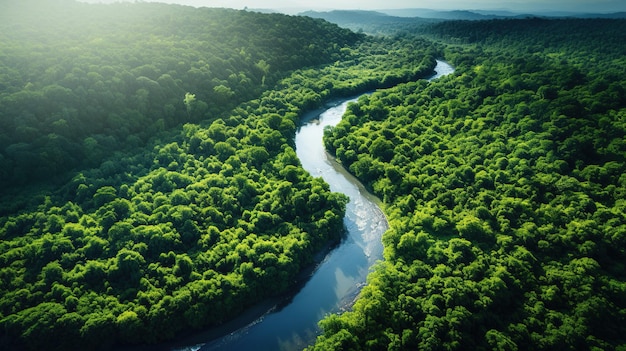 Une rivière traverse une forêt avec des rochers et des arbres